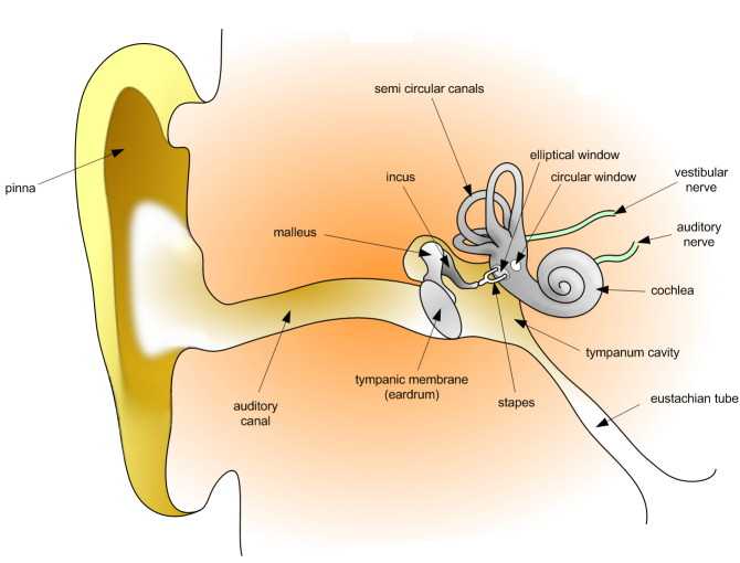 Semicircular canals involved in BPPV vestibular physio Brisbane